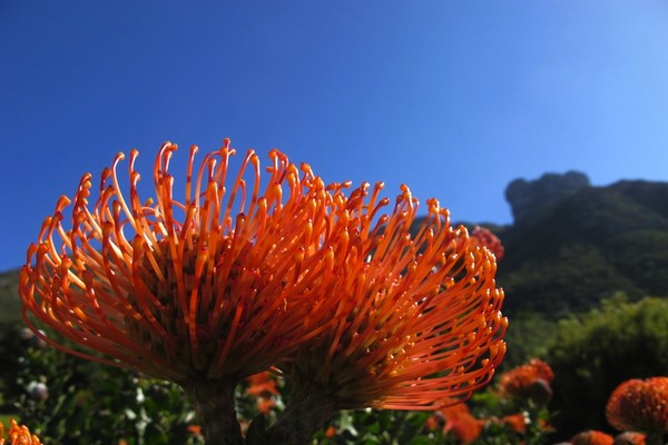 kirstenbosch